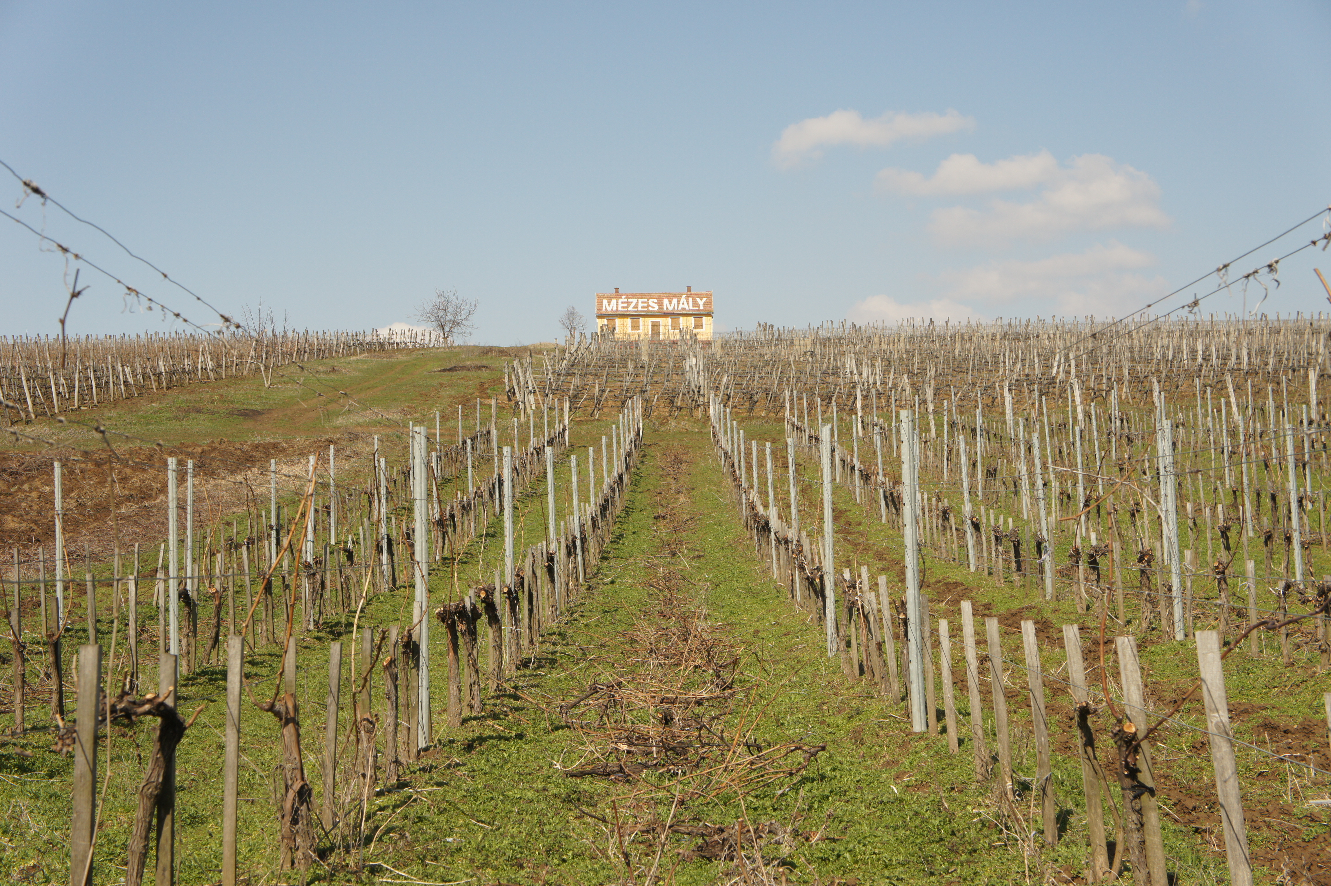 Grapevines in tidy rows