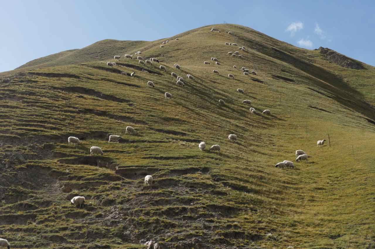 Sheep on a hill